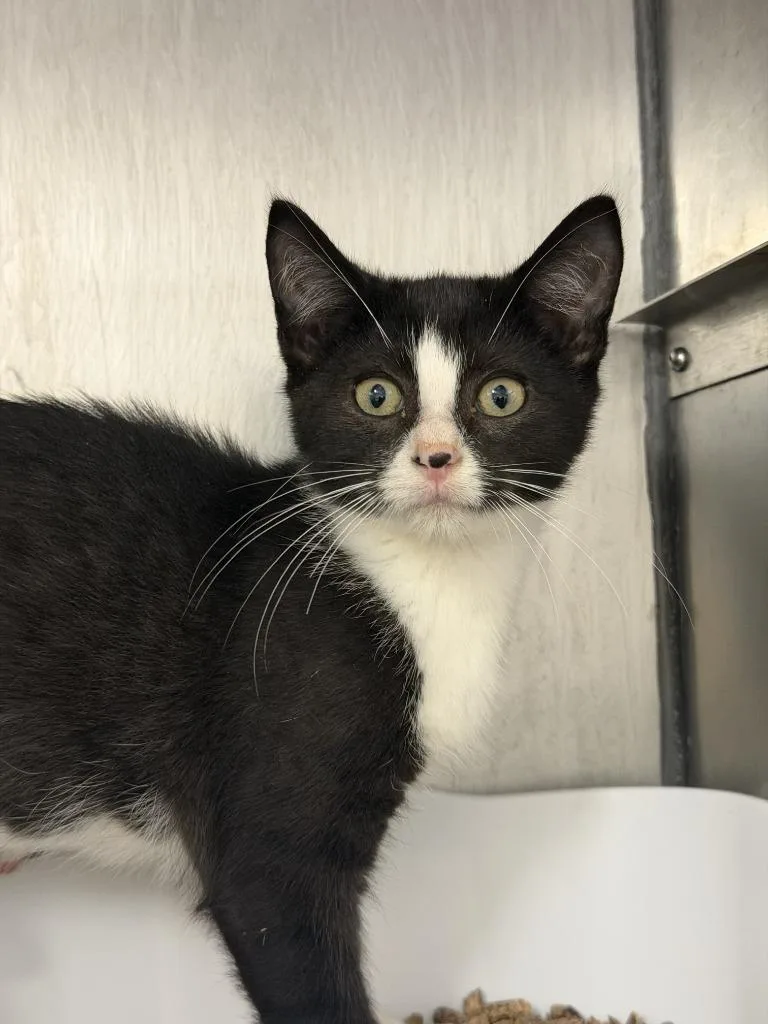 A baby medium-sized male Domestic Short Hair cat named Rouki for adoption in Pomona, NY