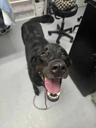 An adult medium-sized female Mixed Breed dog named Zada for adoption in West Chester, PA