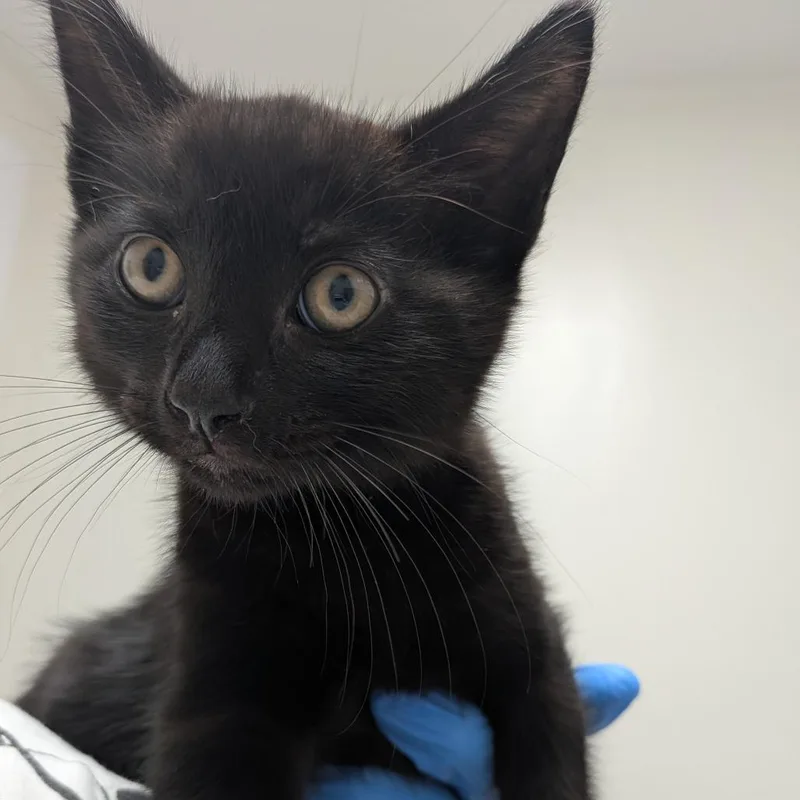 A baby small-sized male Black Domestic Short Hair cat named Atticus for adoption in Long Beach, CA