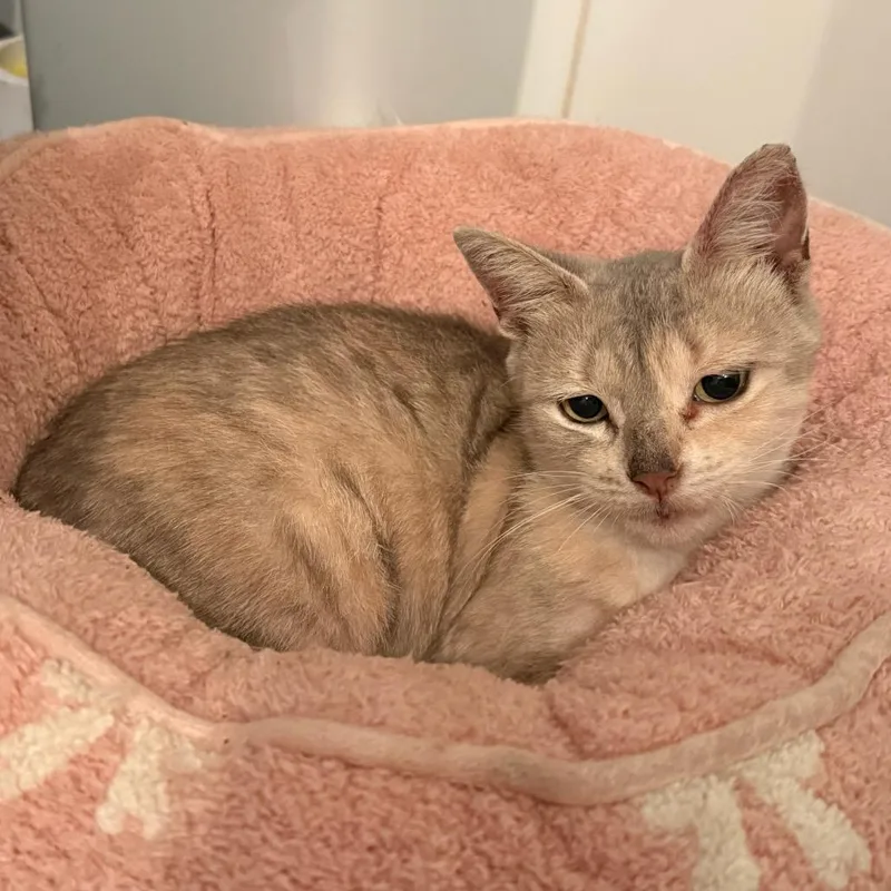 A young medium-sized female Calico Domestic Short Hair cat named Vishi for adoption in Hamburg, NY