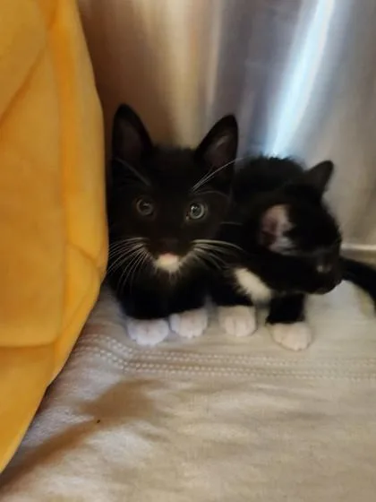 A baby small-sized male Domestic Short Hair cat named Scooch for adoption in Independence, MO