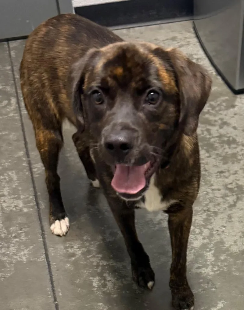 A young medium-sized male Mixed Breed dog named Rollins for adoption in Henderson, NC