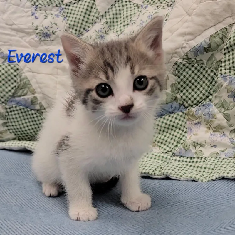 A baby small-sized male Gray / Blue / Silver Domestic Short Hair cat named Everest for adoption in Parkersburg, WV