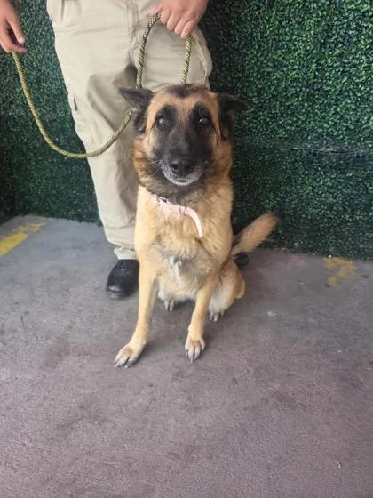 A baby large-sized female Brown / Chocolate German Shepherd Dog dog named Mila for adoption in El Paso, TX