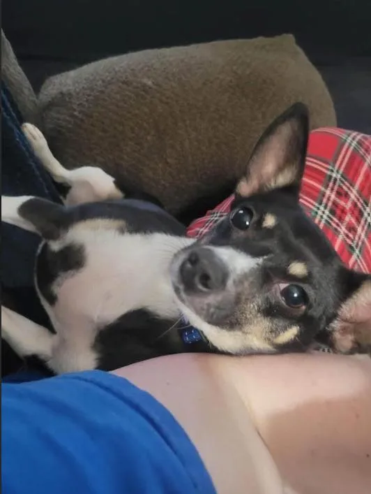 A young small-sized male Chihuahua dog named Panda in TX for adoption in Cranston, RI