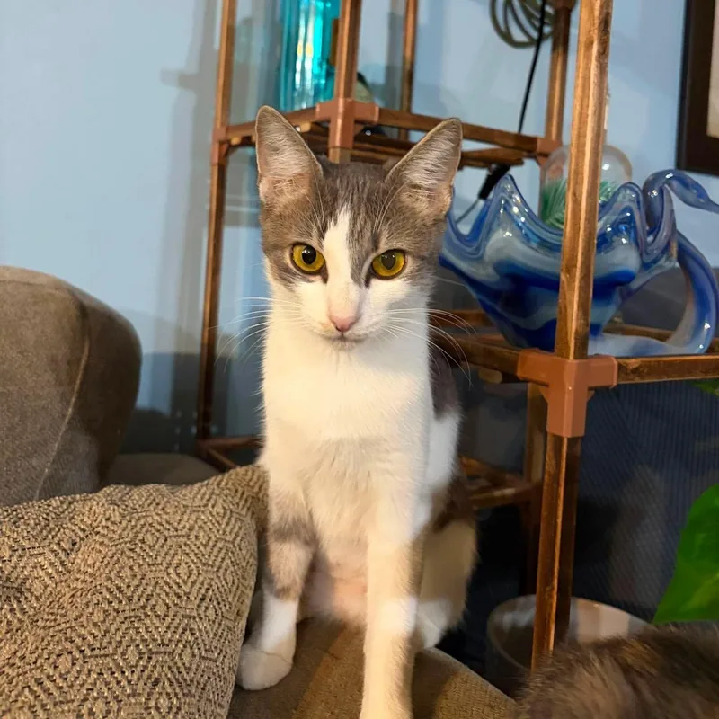 A young medium-sized female American Shorthair cat named Grace for adoption in Melbourne , FL