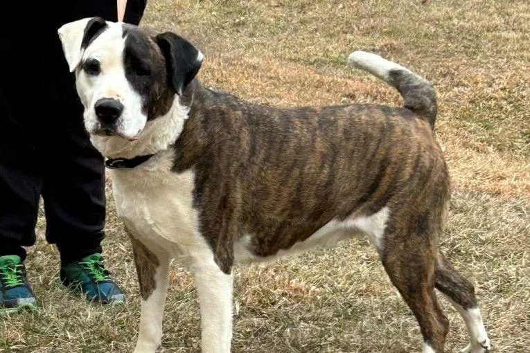 An adult large-sized male Labrador Retriever dog named Yahtzee Rds for adoption in Rockaway, NJ