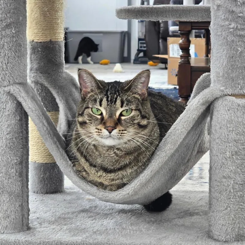 An adult small-sized female Brown / Chocolate Domestic Short Hair cat named Stephanie for adoption in Goshen, IN