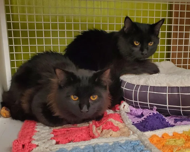 A young medium-sized male Black Domestic Long Hair cat named Prince Prairie for adoption in Dallas, TX