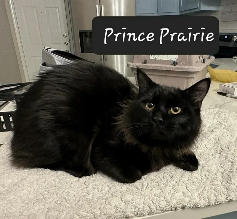 Prince Prairie thumbnail 2