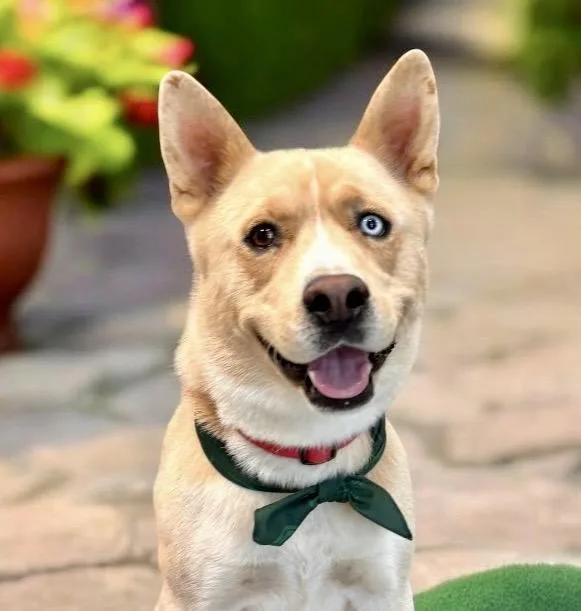 An adult medium-sized male Husky dog named Baki for adoption in Perry, IA