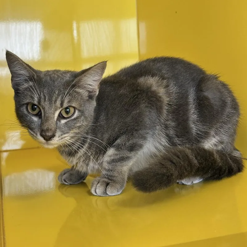 A young medium-sized male Gray / Blue / Silver Domestic Short Hair cat named Charlie for adoption in Abilene, TX
