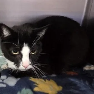An adult medium-sized male Domestic Short Hair cat named Oreo for adoption in Worcester, MA
