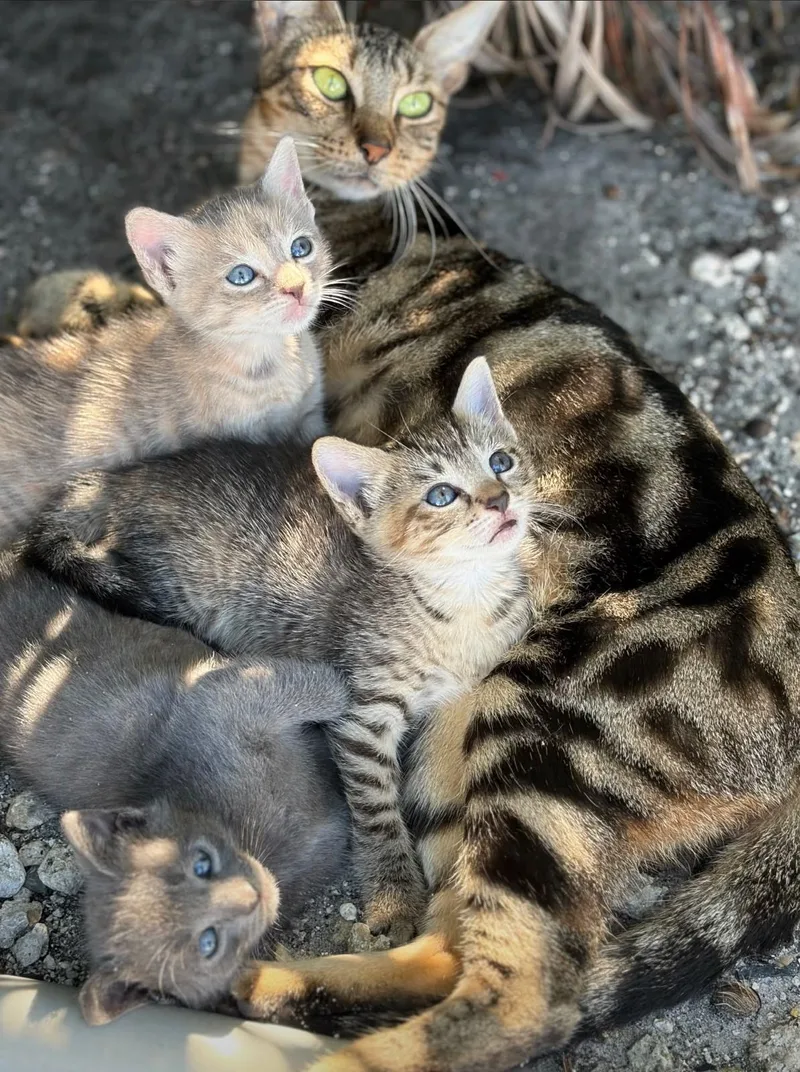 A baby small-sized male Bengal cat named Starla Slate for adoption in Miami, FL