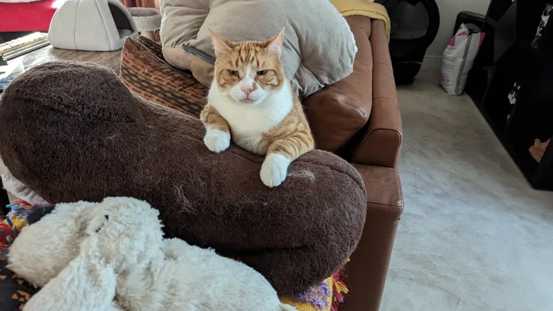 An adult large-sized male Orange & White Domestic Short Hair cat named Jefferson for adoption in Laguna Niguel, CA