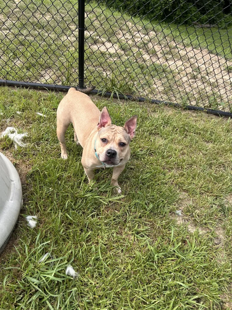 Dexie