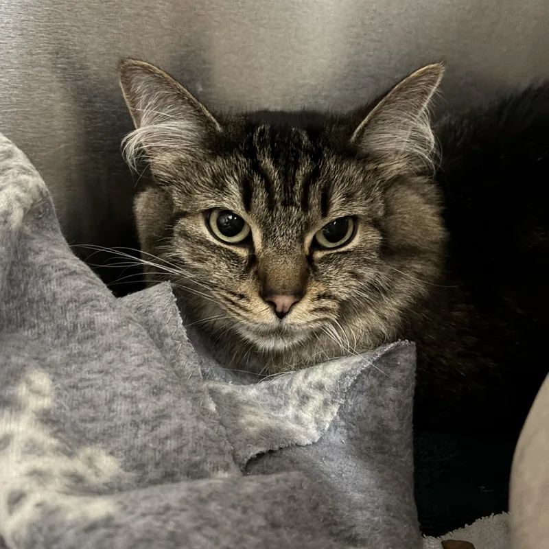 An adult medium-sized female Tabby (Brown / Chocolate) Domestic Medium Hair cat named Lottie for adoption in Waltham, MA