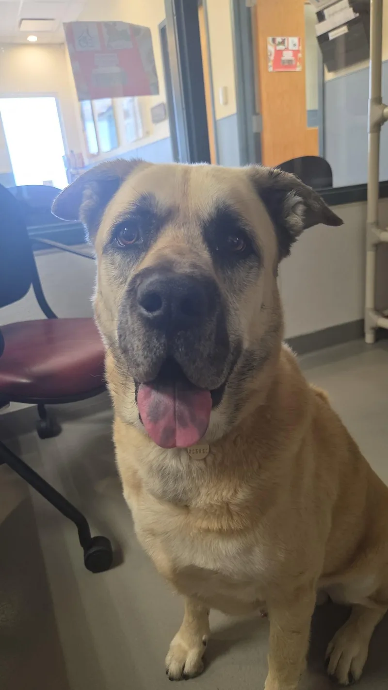 An adult large-sized male Yellow / Tan / Blond / Fawn Anatolian Shepherd dog named Caddy for adoption in Grand Junction, CO