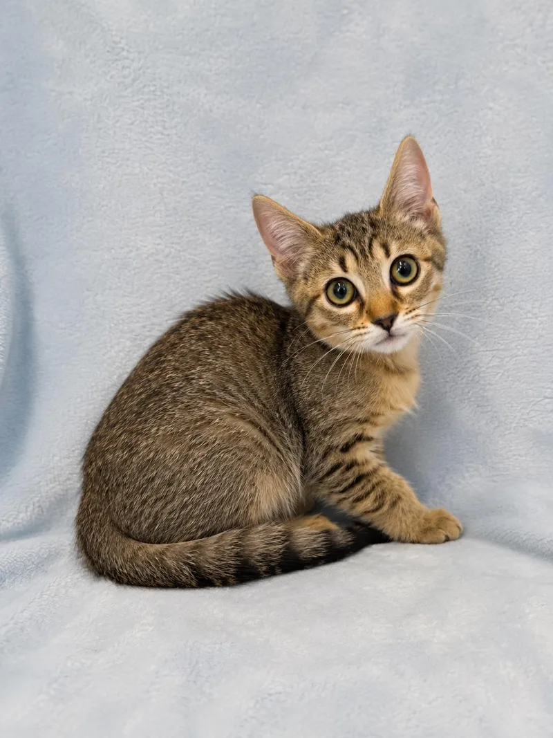 A baby medium-sized female Tabby (Brown / Chocolate) Domestic Short Hair cat named Mulan for adoption in Greensboro, NC