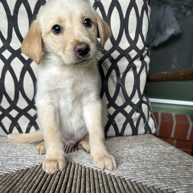 A baby large-sized male Great Pyrenees dog named Samson for adoption in Fosters, AL