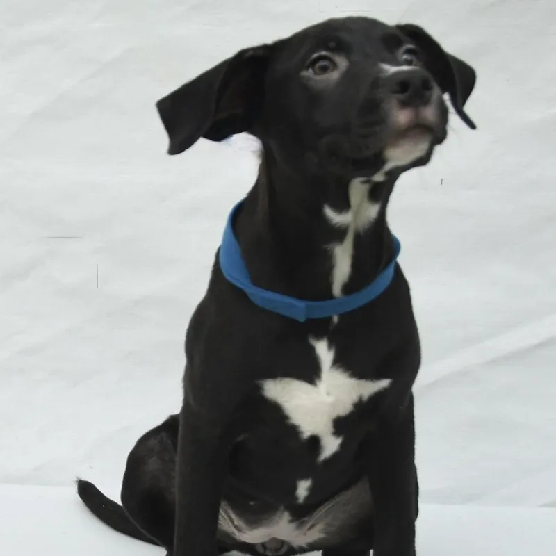 A baby medium-sized female Black Labrador Retriever dog named Whisper for adoption in South Elgin, IL