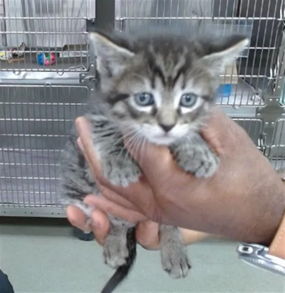 A baby small-sized male Domestic Medium Hair cat named Banx for adoption in Salinas, CA