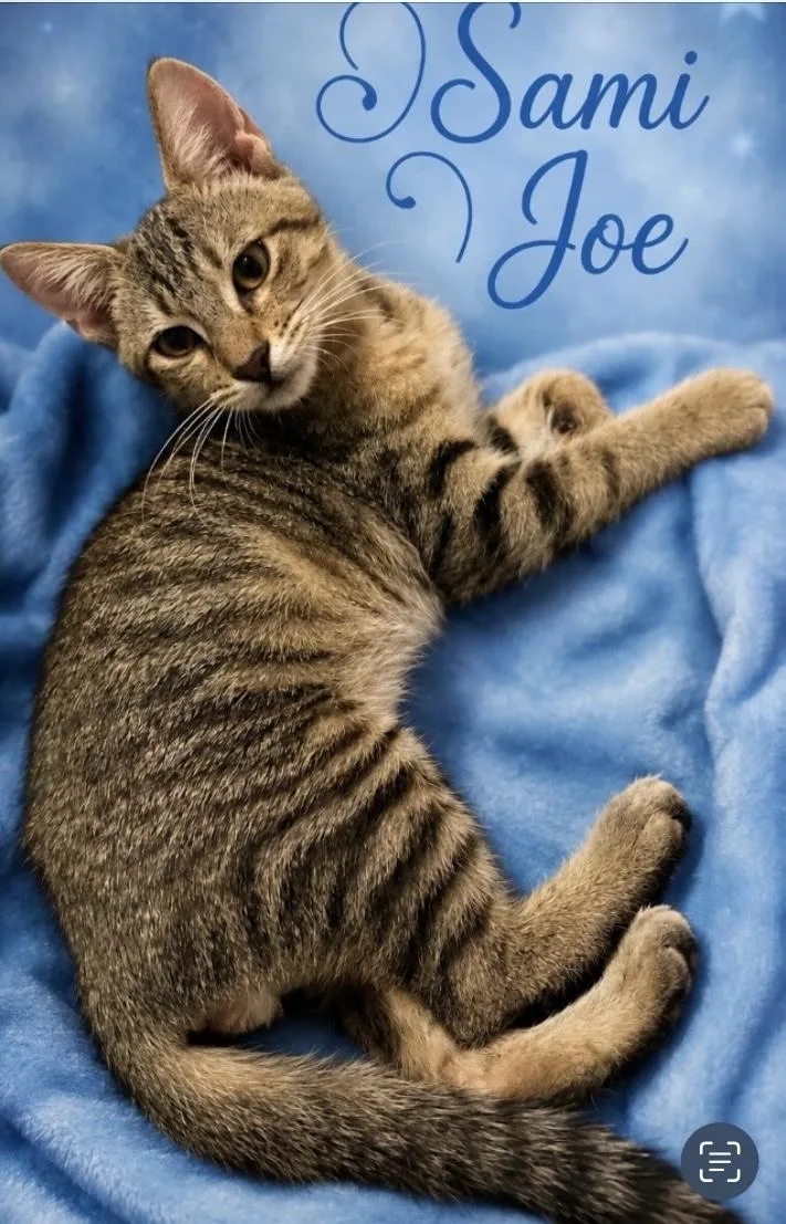 Sami Joe thumbnail 4