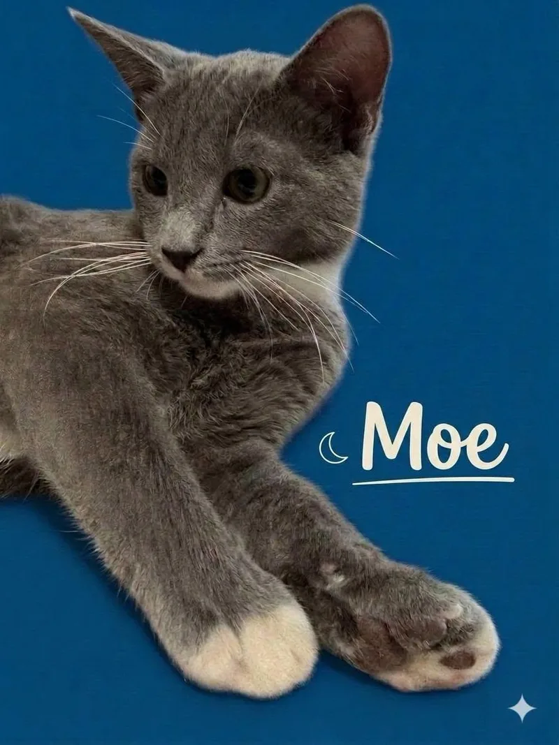 Smokey Joe & Moe thumbnail 4