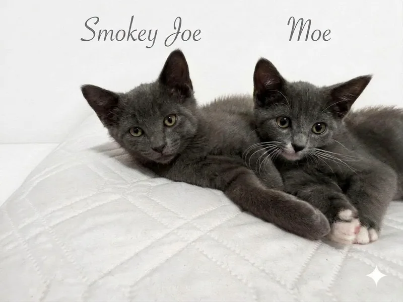 Smokey Joe & Moe thumbnail 5