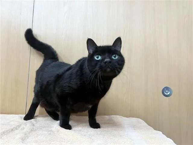 A senior large-sized male Domestic Medium Hair cat named Chi Chi for adoption in Saint Louis, MO