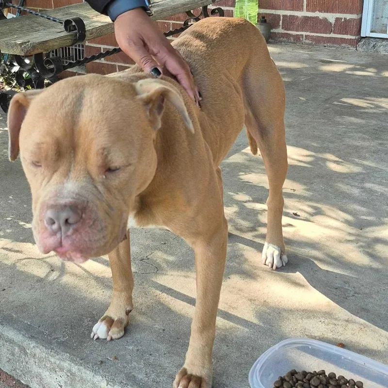 An adult medium-sized female Yellow / Tan / Blond / Fawn Mixed Breed dog named Straybaldwinstreet for adoption in Columbus, GA