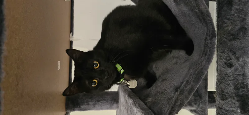 Meet Chloé – A thumbnail 2