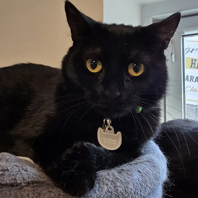 Meet Chloé – A thumbnail 3