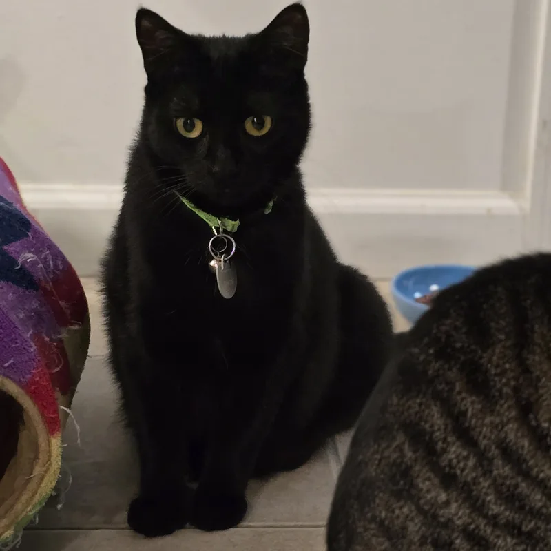 Meet Chloé – A thumbnail 4