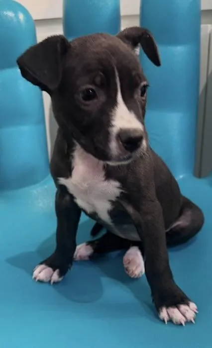 A baby medium-sized female Black Boston Terrier dog named Kerri C for adoption in Watertown, CT