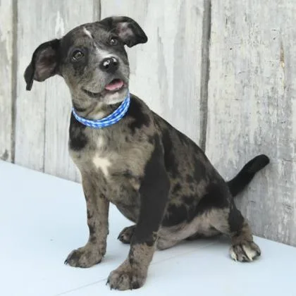 A baby medium-sized male Mixed Breed dog named Tobi for adoption in West Chester, PA