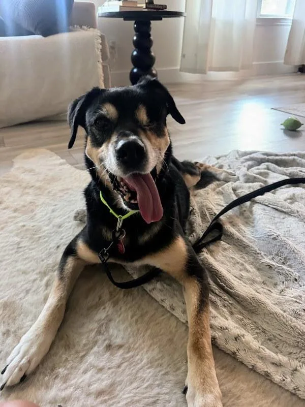 A senior large-sized female Mixed Breed dog named Princesa for adoption in Austin, TX