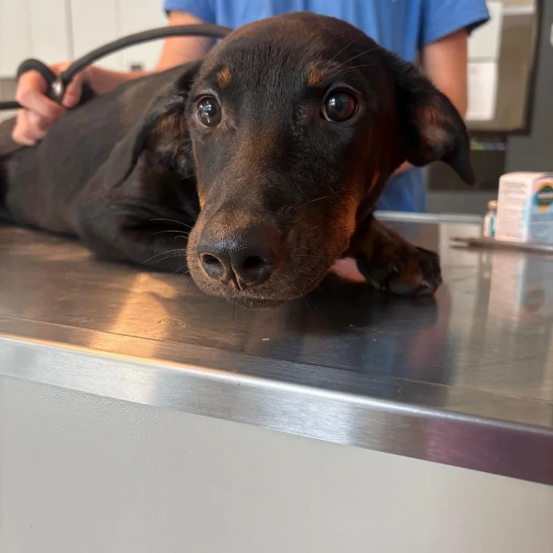 A baby medium-sized female Black Mixed Breed dog named BowenPup for adoption in Huntington, WV