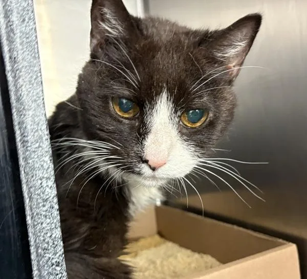 A senior small-sized female Domestic Short Hair cat named Papaya for adoption in New York, NY
