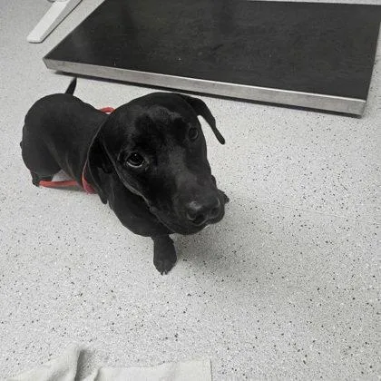 A young medium-sized male Dachshund dog named Glizzy for adoption in Oakland, CA