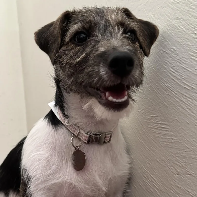 A baby small-sized female Black Jack Russell Terrier dog named Fenway for adoption in Chesapeake, VA