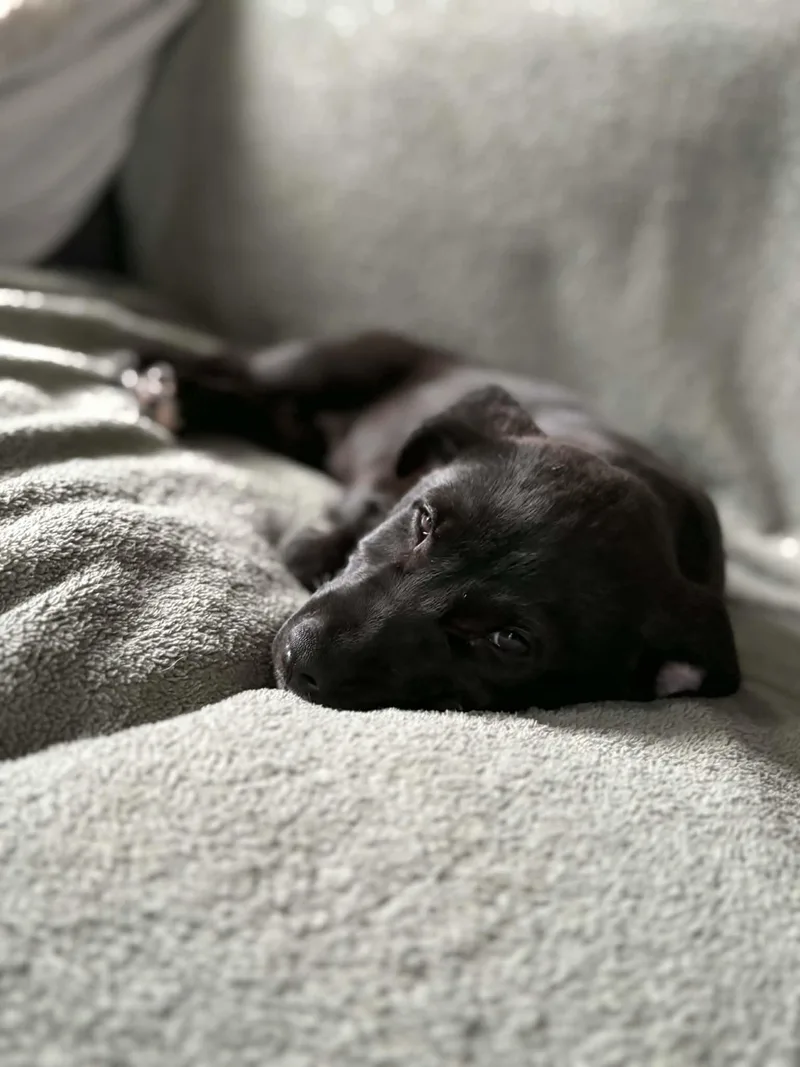 A baby large-sized female Black Labrador Retriever dog named Clover for adoption in Hatfield, PA