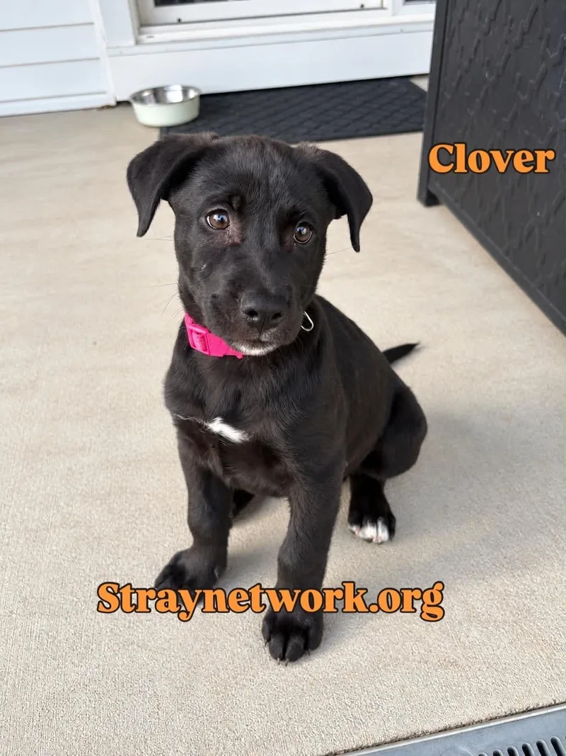 Clover thumbnail 5