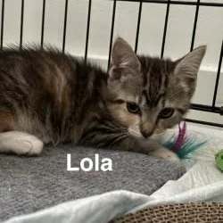 A baby medium-sized female Tabby (Buff / Tan / Fawn) Domestic Short Hair cat named Lola for adoption in Annapolis, MD