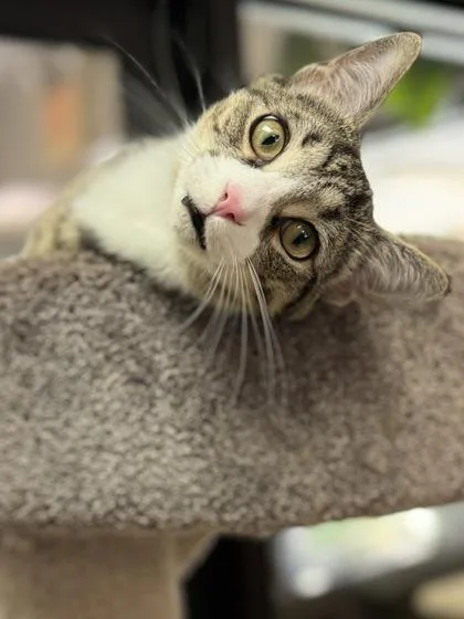 A young medium-sized male Domestic Short Hair cat named Freddy $ for adoption in Seneca, SC