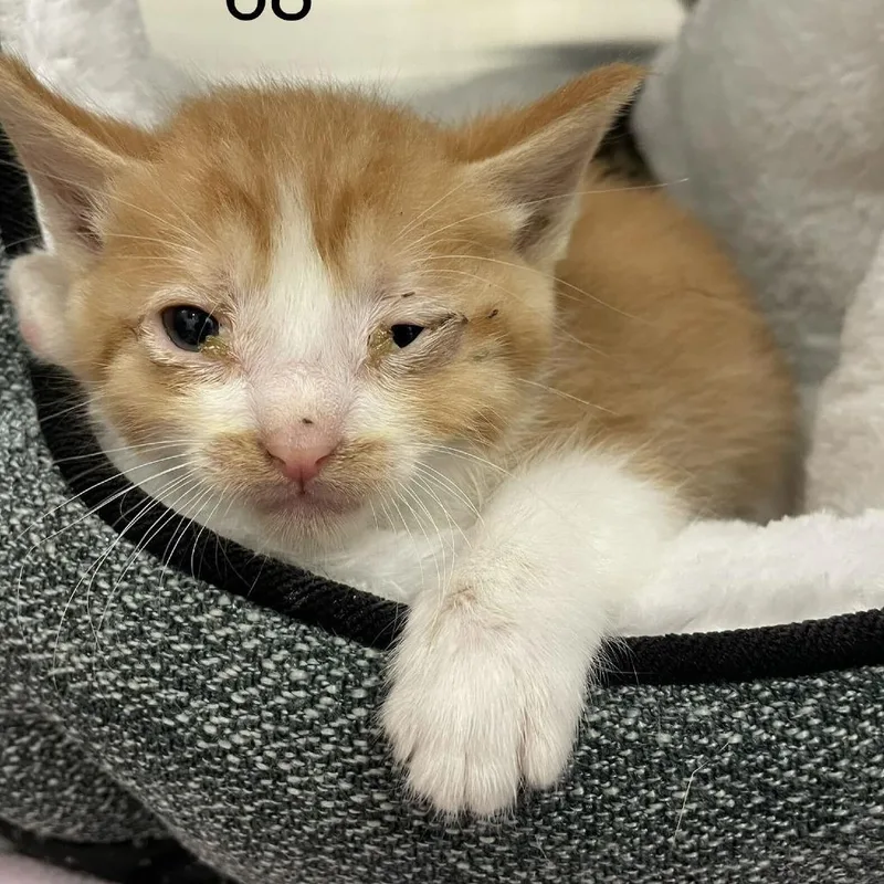 Marvin thumbnail 2