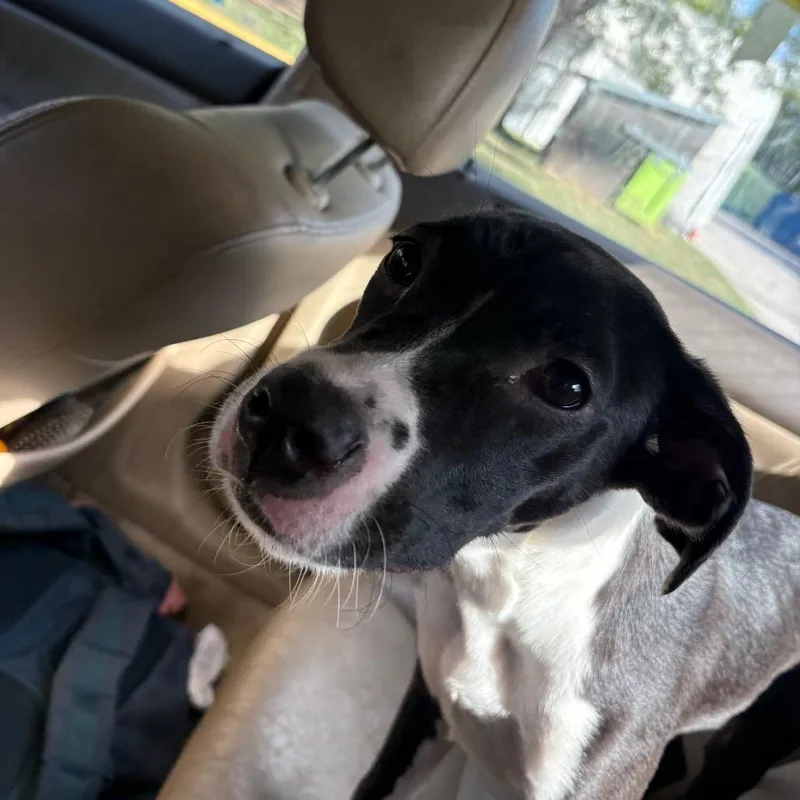 A young medium-sized male Black Mixed Breed dog named Ferb Fletcher for adoption in Austin, TX