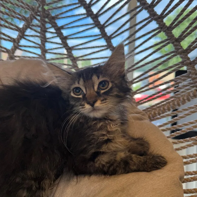 A baby small-sized female Brown / Chocolate Domestic Medium Hair cat named Nalah for adoption in Pasadena , MD