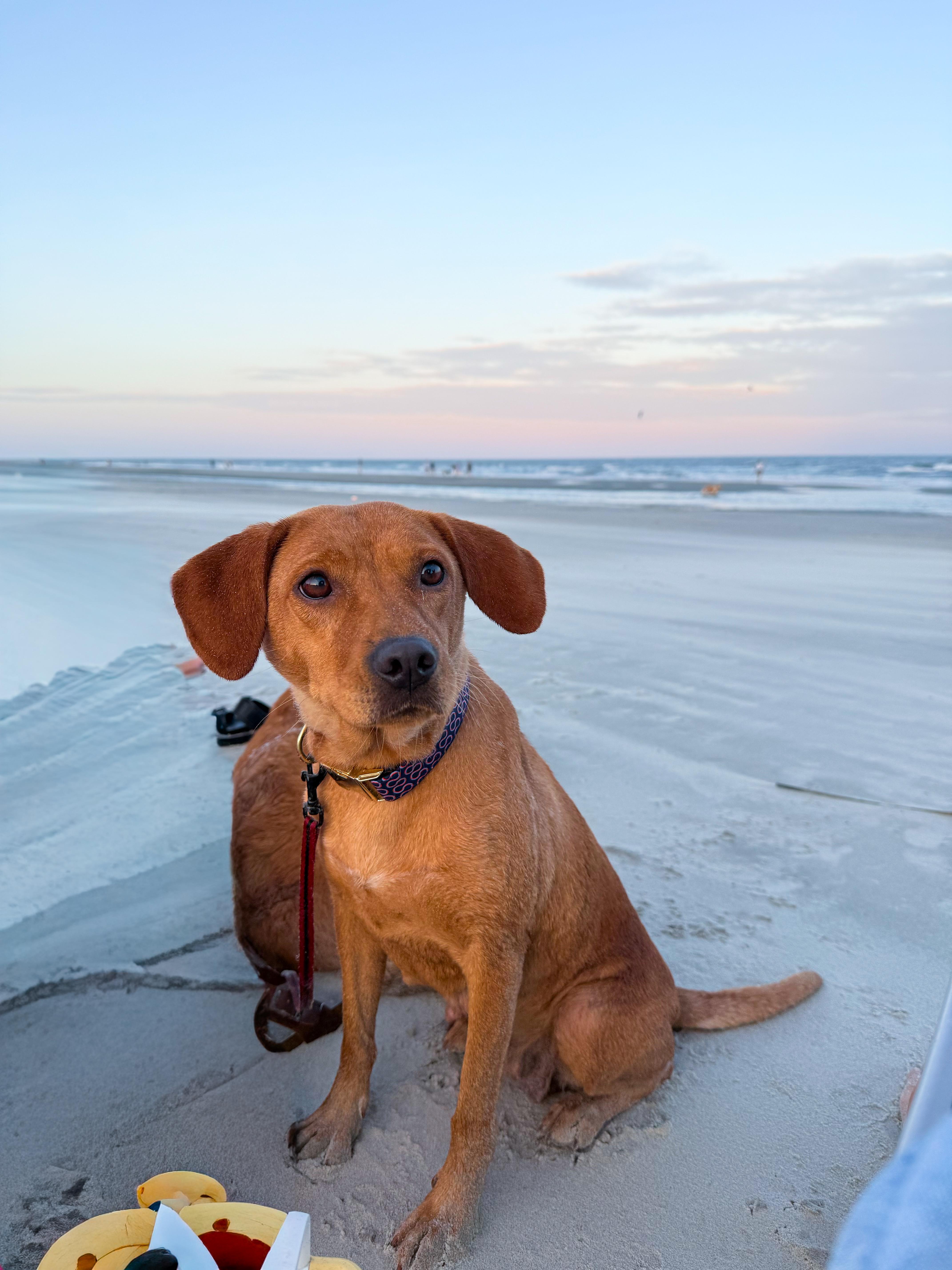 A young medium-sized female Red / Chestnut / Orange Labrador Retriever dog named Jenny for adoption in Charleston, SC