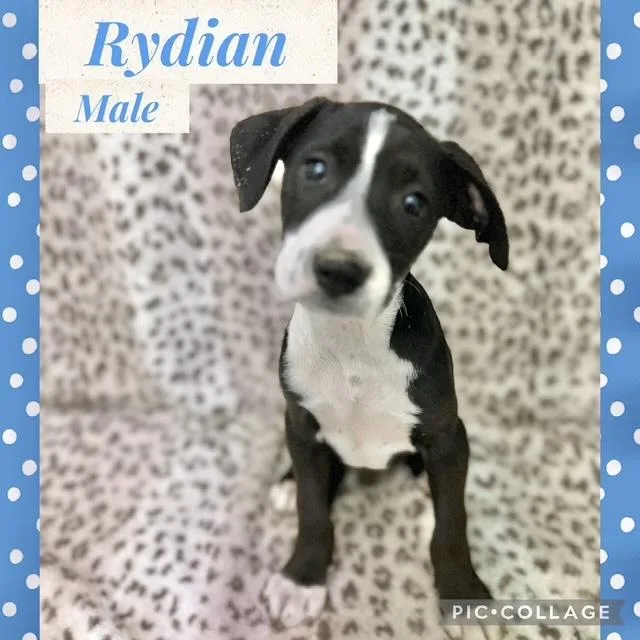 A baby medium-sized male Mountain Cur dog named Rydian for adoption in Manchester, CT